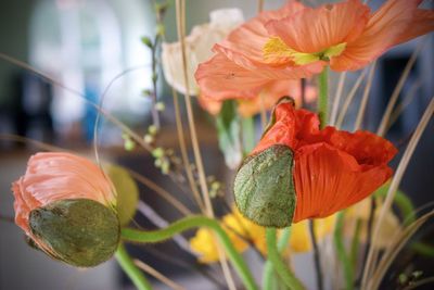 Close-up of orange flowering plant