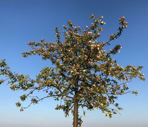 Low angle view of tree against clear sky