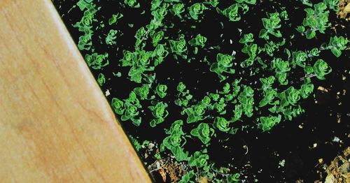 Close-up of ivy growing on plant