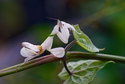 Close-up of insect on white flower