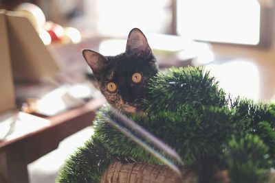 Close-up portrait of cat