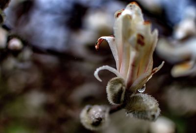 Close-up of flower buds