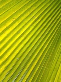 Full frame shot of palm leaf