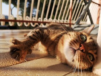 Close-up of a cat resting