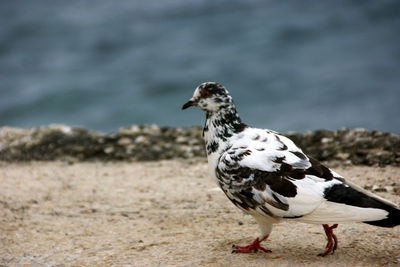 Close-up of bird perching outdoors