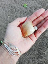 High angle view of hand holding crab on beach