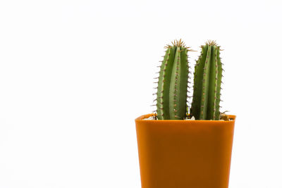 Close-up of succulent plant against white background