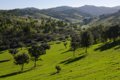 Scenic view of trees on field against sky