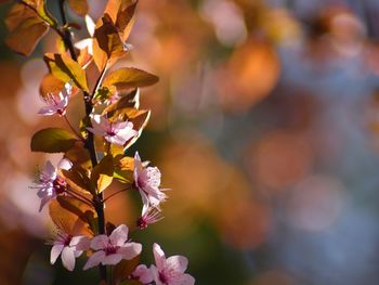 Close-up of cherry blossoms