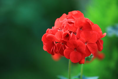 Close-up of red flowering plant