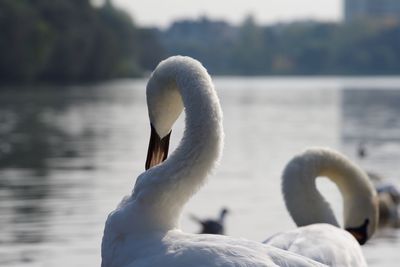 Close-up of swan swimming in lake