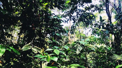 Trees growing in forest