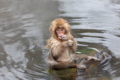 Japanese snow monkey in hot spring