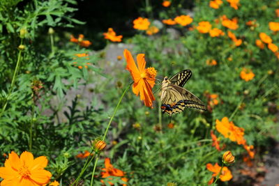 Butterfly on orange flower