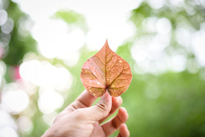 Close-up of hand holding autumn leaf