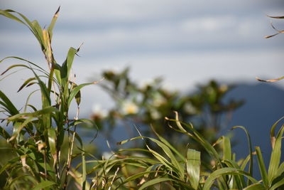 Close-up of fresh plants against sky