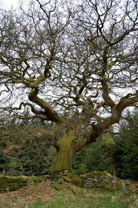 Low angle view of trees growing on field against sky