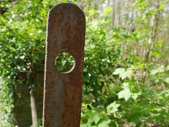 Close-up of ivy growing on tree trunk in forest
