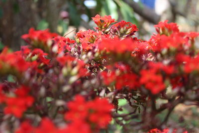 Close-up of red flowering plants