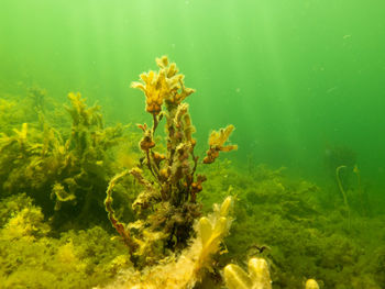 View of fish underwater