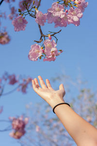 Low angle view of hand on cherry blossom