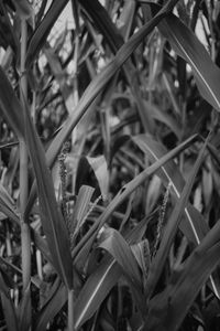 Full frame shot of plants growing on field