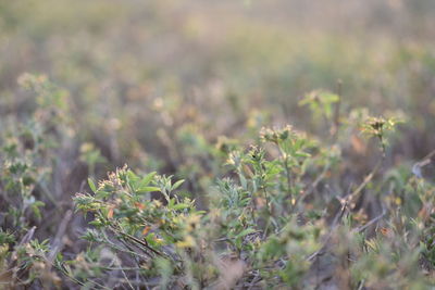 Close-up of flowering plants on field