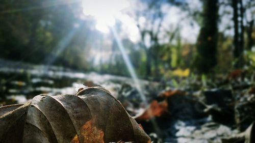 Close-up of sunlight falling on rocks in forest