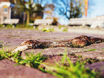 Close-up of lizard on wood