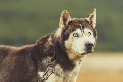 Close-up of dog looking away