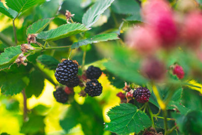 Close-up of blackberries growing on plant