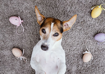 Portrait of dog relaxing amidst easter eggs on rug