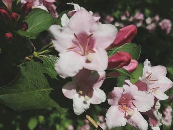 Close-up of pink flowering plant