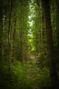 Trees in forest