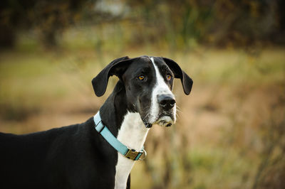 Close-up portrait of dog standing outdoors