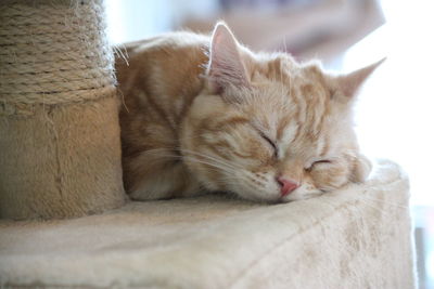 Close-up of cat sleeping on scratching post