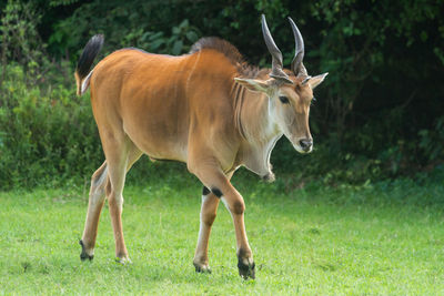 Horse standing in a field