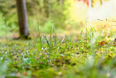 Close-up of grass on field