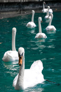 Swans swimming in lake