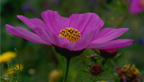 Close-up of pink cosmos flower