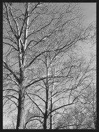 Bare trees against sky