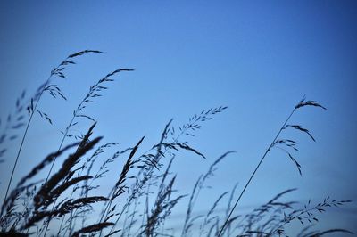 Low angle view of silhouette birds flying against clear sky