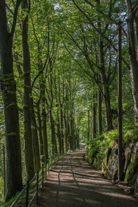 View of bamboo trees in forest