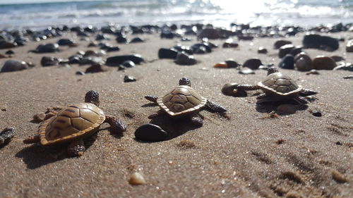 Close-up of seashells on beach