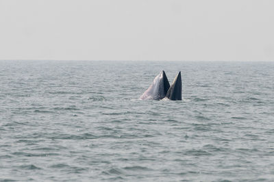 View of a swimming in sea