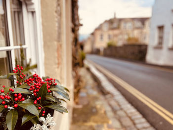 Close-up of red flowering plant