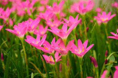 Pink rain lily petals on green linear leaf corolla blooming called in rain flower