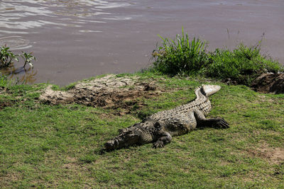 High angle view of giraffe at lakeshore