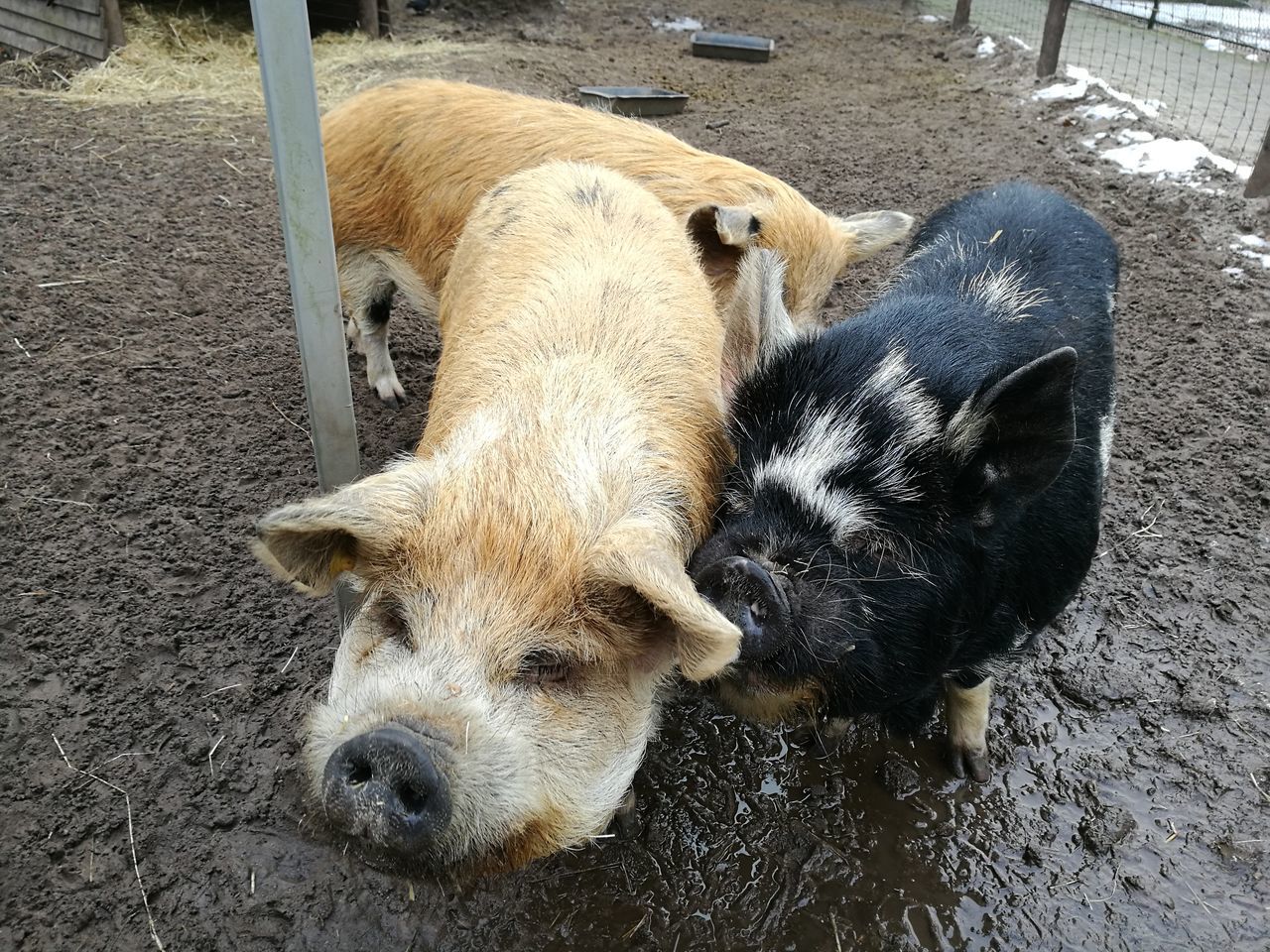 Kinderboerderij De Proosdij