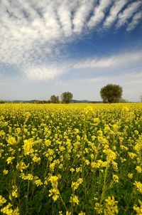 Scenic view of oilseed rape field against sky